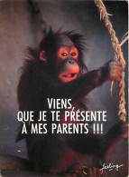 Animaux - Singes - Orang-Outan - Carte à Message - CPM - Voir Scans Recto-Verso - Monkeys