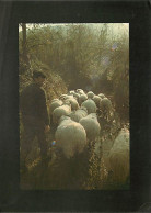 Animaux - Moutons - Pays Basque - Vallée De La Nive : Troupeau De Brebis Des Pyrénées - CPM - Voir Scans Recto-Verso - Autres & Non Classés
