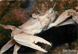 Animaux - Poissons - Image De Ia Nature - L'Etrille ( Crabe ) - Carte Neuve - CPM - Voir Scans Recto-Verso - Poissons Et Crustacés