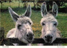 Animaux - Anes - Royaume Uni - Angleterre - England - UK - United Kingdom - Two Of A Kind - Donkeys - Burros - Esel - As - Donkeys