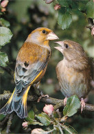 Animaux - Oiseaux - Verdier - Grùnfink - Greenfinch - CPM - Voir Scans Recto-Verso - Vogels