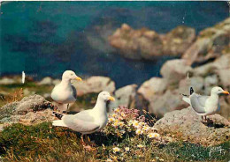 Animaux - Oiseaux - Goélands Argentés - CPM - Voir Scans Recto-Verso - Birds