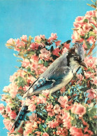 Animaux - Oiseaux - A Définir - Fleurs - CPM - Voir Scans Recto-Verso - Vogels