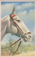 Kopfstudie Cheval Horse Pferde Paard Caballo Cavallo CHEVAUX Old Cpa. - Chevaux