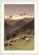 Animaux - Moutons - Hauts Pâturages - CPM - Carte Neuve - Voir Scans Recto-Verso - Other & Unclassified
