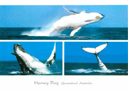 Animaux - Hervey Bay - Queensland Australia - Baleine à Bosse - Multivues - CPM - Carte Neuve - Voir Scans Recto-Verso - Autres & Non Classés