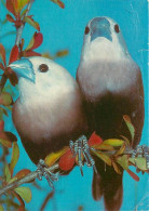 Animaux - Oiseaux - A Définir - CPM - Voir Scans Recto-Verso - Vogels