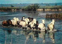 Animaux - Chevaux - Camargue - Chevaux Dans Les Marais - Voir Scans Recto Verso  - Paarden