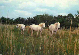 Animaux - Chevaux - Camargue - Chevaux En Liberté - CPM - Voir Scans Recto-Verso - Caballos