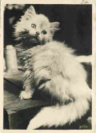 Animaux - Chats - Chatons - CPM - Voir Scans Recto-Verso - Katten