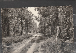 07 - VALGORGE - La Forêt Du Tanargue - Andere & Zonder Classificatie