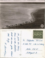 Ansichtskarte St. Peter-Ording Lugtbild Seehundsbank Seehunde 1965 - Other & Unclassified