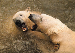 Tiere: Eisbären Ngl #150.548 - Autres & Non Classés