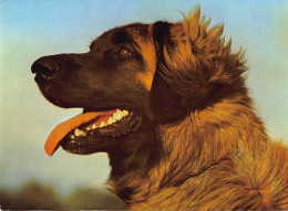 Tiere: Leonberger Ngl #150.604 - Autres & Non Classés