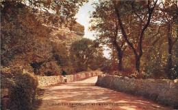 Isle Of Wight - The Undercliff Near Ventnor Ngl #147.020 - Andere & Zonder Classificatie