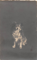 Tiere: Hund Papillion Ngl #150.650 - Autres & Non Classés
