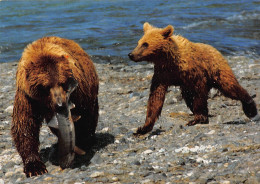 Tiere: Braunbär Beim Lachsfang Ngl #150.542 - Autres & Non Classés