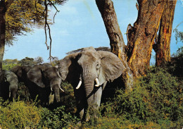 Tiere: Elefant / Elephant Wild Life From East Africa Ngl #150.562 - Other & Unclassified