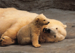 Tiere: Eisbär Mit Jungem Ngl #150.547 - Autres & Non Classés