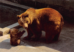 Tiere: Bern Junge Bären Im Bärengraben Ngl #150.539 - Other & Unclassified