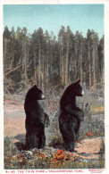 Tiere: Schwarzbärzwillinge/ The Twin Cubs Yellowstone Park Ngl #150.556 - Autres & Non Classés