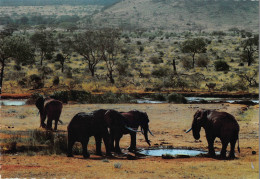 Tiere: Trinkende Elefanten / Drinking Elephants Ngl #150.567 - Autres & Non Classés