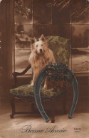 Tiere: Hund Sitzt Auf Sessel Gl1916 #150.660 - Autres & Non Classés