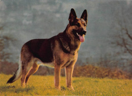 Tiere: Deutscher Schäferhund Ngl #150.663 - Other & Unclassified