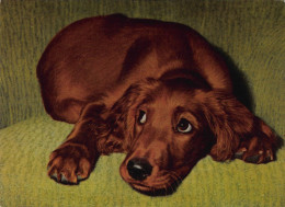 Tiere: Junger Irish Setter Ngl #150.637 - Other & Unclassified