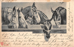 Tiere: Pferde Gl1901 #150.744 - Other & Unclassified