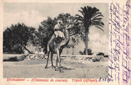 Tiere: Dromedar Mit Reiter In Tripoli Afrika Gl1904 #150.672 - Other & Unclassified