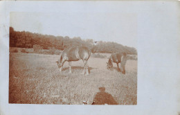 Tiere: Zwei Pferde Auf Der Koppel Bahnpgl1917 #150.753 - Other & Unclassified