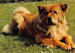 Tiere: Chow Chow Ngl #150.653 - Other & Unclassified