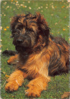 Tiere: Briard Ngl #150.657 - Other & Unclassified