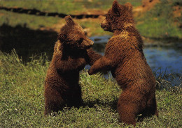 Tiere: Junge Braunbären Ngl #150.543 - Other & Unclassified