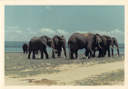 Tiere: Elefanten Foto Ngl #150.563 - Other & Unclassified