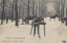 Tiere: Hirsche Im Reinhardswald Gl19? #150.846 - Other & Unclassified