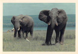 Tiere: Afrikanische Elefanten Am Meer Foto Ngl #150.573 - Other & Unclassified