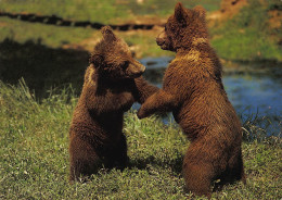 Tiere: Junge Braunbären Ngl #150.540 - Other & Unclassified