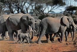 Tiere: Elefantenherde / Herd Of Elephants Ngl #150.560 - Other & Unclassified