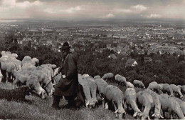 Tiere: Schafherde, Hirte Und Hund Auf Anhöhe Blick Auf Reutlingen Gl1958 #150.872 - Autres & Non Classés