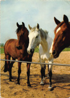 Tiere: Pferde Ngl #150.758 - Autres & Non Classés