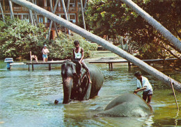 Tiere: Badender Elefant / Elephant Bathing Bentota Sri Lanka Ngl #150.570 - Autres & Non Classés