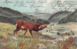 Tiere: Röhrender Hirsch Edelwild Gl1904 #150.851 - Autres & Non Classés