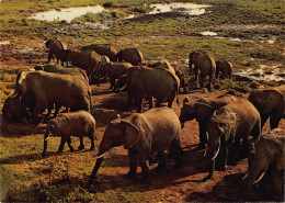 Tiere: Elefanten / Elephants Aberdare Mountains Kenya Ngl #150.561 - Autres & Non Classés