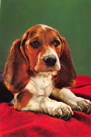Tiere: Beagle Ngl #150.613 - Autres & Non Classés