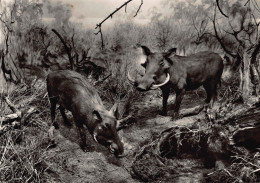 Tiere: Warzenschweine In Der Ostafrikan. Buschsteppe Vor Erdbau Gl1978 #150.895 - Other & Unclassified
