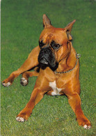 Tiere: Boxer Ngl #150.619 - Other & Unclassified
