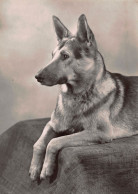 Tiere: Deutscher Schäferhund Fotokarte Ngl #150.648 - Autres & Non Classés