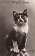 Tiere: Schwarzweiße Katze Feldpgl1915 #150.693 - Autres & Non Classés